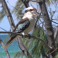 Kookaburra, Bribie Island