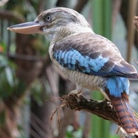 Azure winged Kookaburra