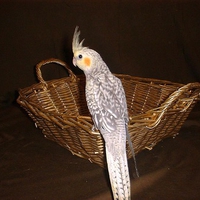 Cockateil Basket