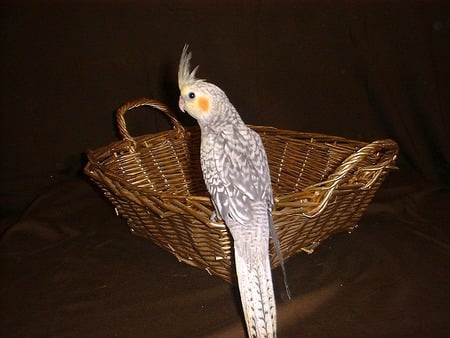 Cockateil Basket - australia, cane basket, cockateil, parrot