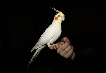 Cute Cockateil - cockateil, bird, hand, parrot