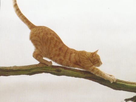 Cat - cute, paws, tree, brench, cat