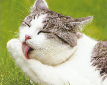 Cat - feline, cute, paws, licking, cat