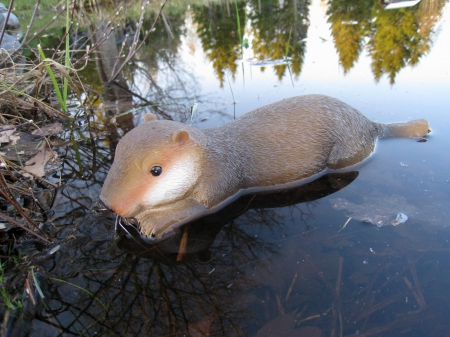 Otto...... the beaver - plastic, beaver, animal, water, pond, green, spring