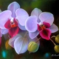 â˜…Orchid with Dewdropsâ˜…