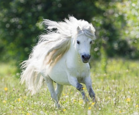 Little happy horse - white, horse, runnning, animal, summer, field