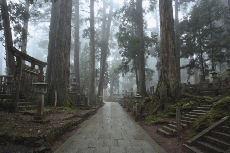 Old Forest - torii, japanese, forest, japan