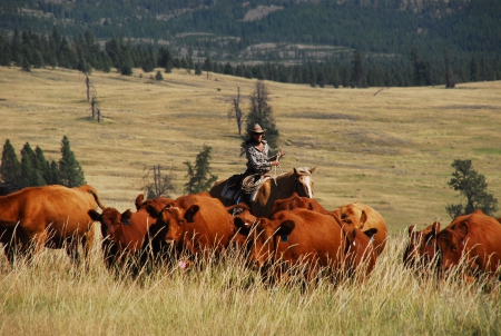 Cowgirl Herding Cattle - range, trees, cattle, horse, cowgirl, field