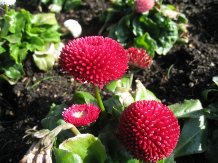 Red Double Bellis - red, soil, green, flowers, spring, bellis