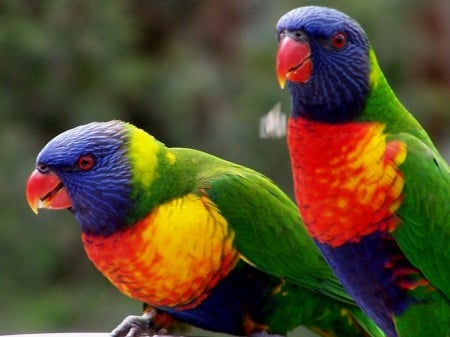 lorikeets - colors, lorikeets, birds, beautiful