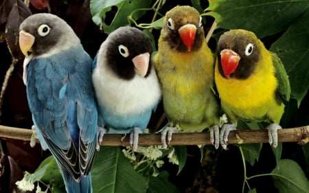 birds - lovebirds, wallpper, pretty, branch, parrot, leaf, four, birds