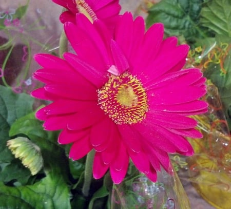 Pink Posy - pink flower, pink posy, pink carnation, pink