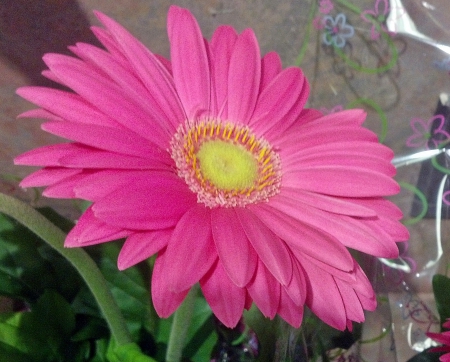 Pink Flower - carnation, Pink Flower, rose, flower, pink