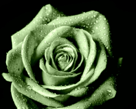 Green Open Rose - rose, open rose, green rose, green