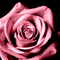 Pink Open Rose