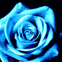 Blue Open Rose