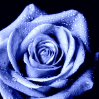 Blue Open Rose