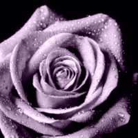 Purple Open Rose