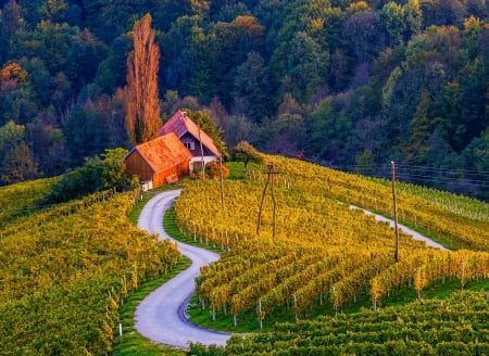 House In The Vineyard - house, vineyard, trees, Slovenia, beautiful, road, forest, agriculture, autumn, green, field