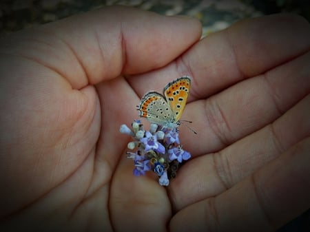 Gentle Landing - butterfly, gentle, flower, hand