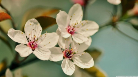 Cherry flowers macro - photography, branch, cherry, wallpaper, spring, hd, nature, softness, abstract, sakura, macro, pink, petals, tree, flowers, twigs