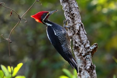 woodpecker - sharp, beak, red, strong, head