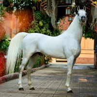 white horse