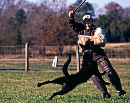 dog training - police, K9, exercise, dogs