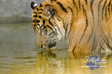 tiger, drinking - in, the, looks, water