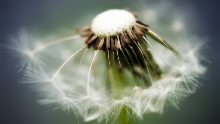 age - nature, age, flower, dandelion