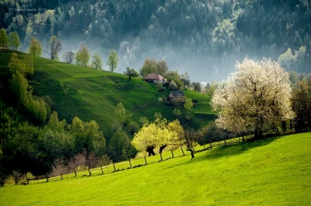 Slovenien Landscape - trees, slovenia, beautiful, green, pastures, houses, mountain