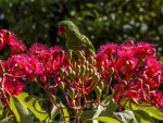 Parrot in flowers