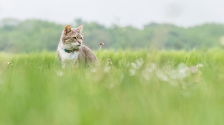 Spring cat - paws, face, pretty, cute, animals, beautiful, cat, sleeping, kitty, cats, kitten, hat, lovely, cat face