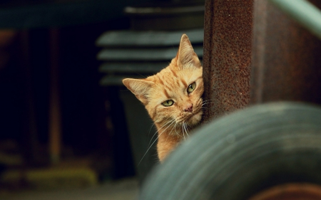 Cat - paws, face, pretty, cute, animals, beautiful, cat, sleeping, kitty, cats, kitten, hat, lovely, cat face