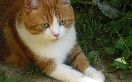 Cat - paws, face, pretty, cute, animals, beautiful, cat, sleeping, kitty, cats, kitten, hat, lovely, cat face