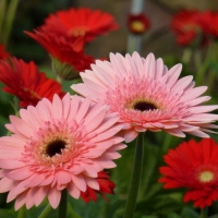 Gerbera Bloom in the Summer Medow