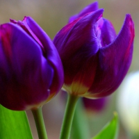 Pink and Purple Tulips