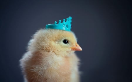 ♥ - bird, blue, crown, chick, easter, cute, princess, adorable, pui, chiken