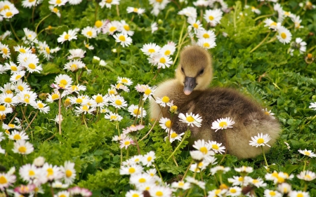 Duckling - flower, cute, bird, spring, yellow, grass, easter, white, duckling, field, green