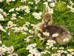 Duckling