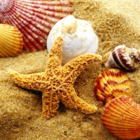 Shells and starfish