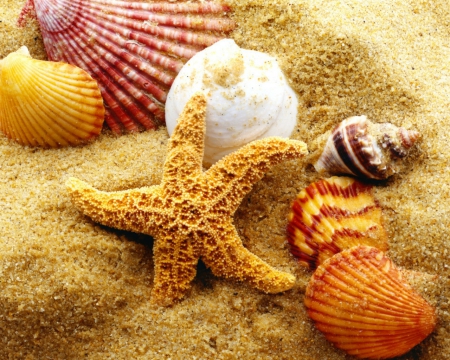 Shells and starfish