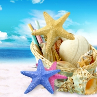 Shells and starfish