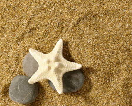 Starfish - sands, nature, stone, shells