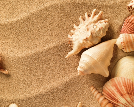 Shells - sands, nature, shells, shell