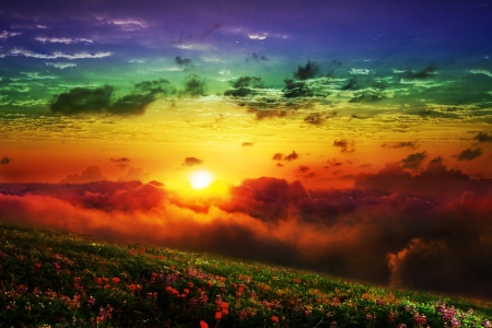 Turbulent Sky - flowers, sunset, sun, clouds