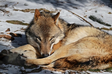 Taking a nap - wolf, nature, animals, snow, gray