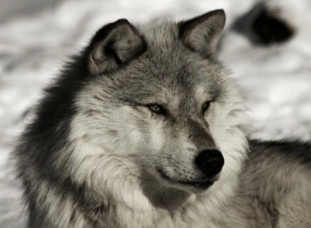 GREY WOLF - nature, wolf, grey, animals