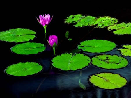 The pond - flowers, lotus, pond, lily pads, pink