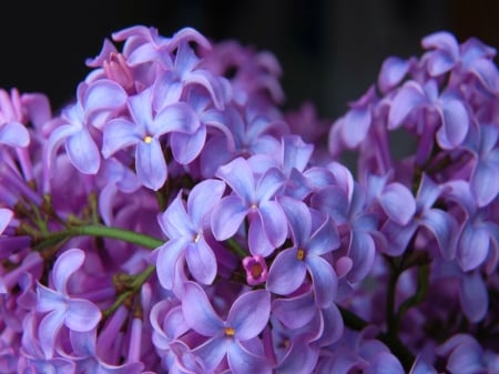 One of my favorites - flowers, purple, black, lilacs